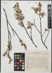 Foto von Salix krylovii E. L. Wolf
